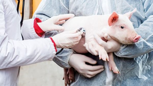 În raionul Hîncești au fost înregistrate trei focare noi de pestă porcină africană