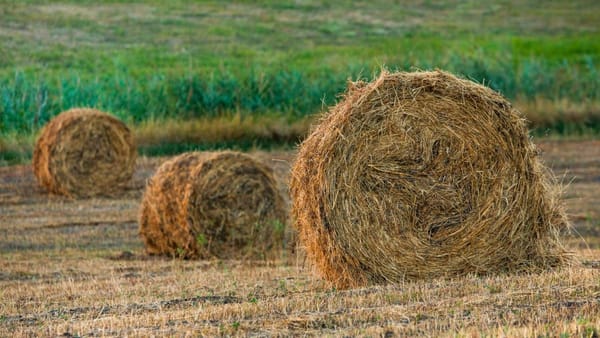 Vreme caldă în toată țara și maxime de până la +33°C