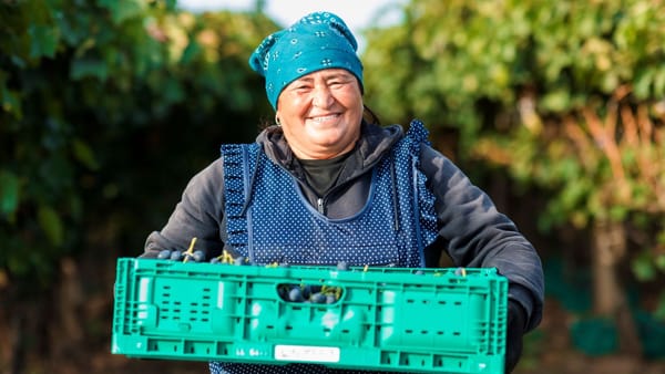 Producătorii de struguri prognozează o recoltă cu aproape 40% mai mare față de cea de anul trecut