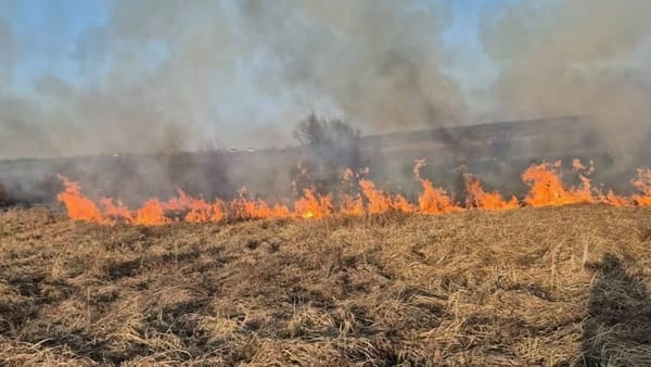 De la începutul anului, peste 270 de persoane au fost amendate pentru arderea vegetației uscate