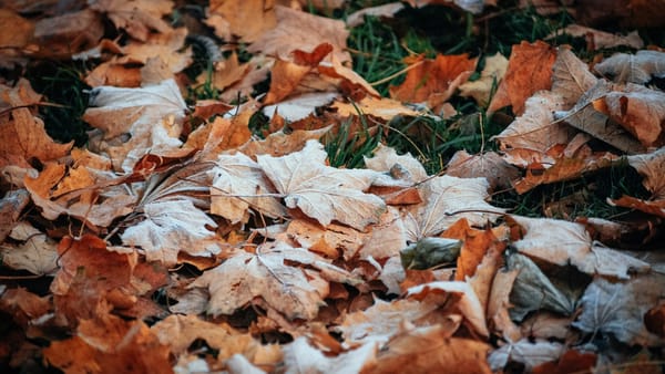 Codul galben de înghețuri, prelungit cu o zi. Meteorologii transmit până la minus trei grade Celsius