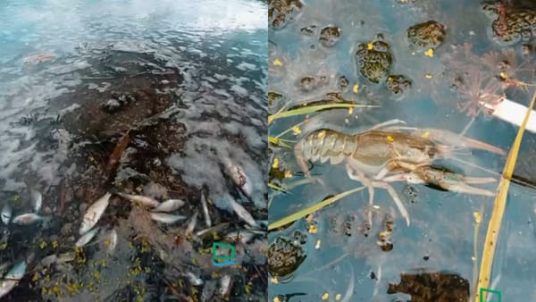 Râul Răut - contaminat. În rezervația „Orheiul Vechi” au fost găsite circa 20 de kilograme de pești, raci și amfibieni morți
