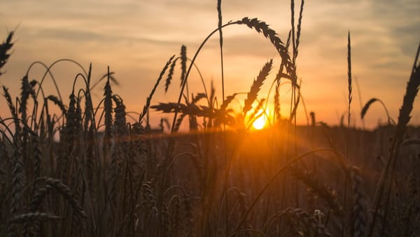 În perioada iulie-august, R. Moldova a exportat un nivel-record de grâu. Expert: Creșterea a fost favorizată de climă
