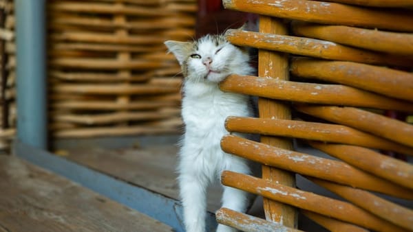 Vreme frumoasă și niciun strop de ploaie. Prognoza meteo pentru prim zi de weekend