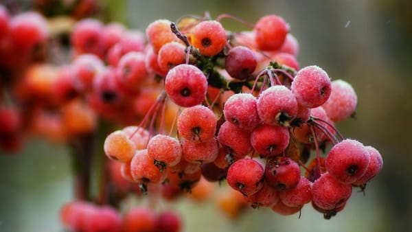 Vin frigurile. În weekend, toată R. Moldova se va afla sub cod galben de îngheț