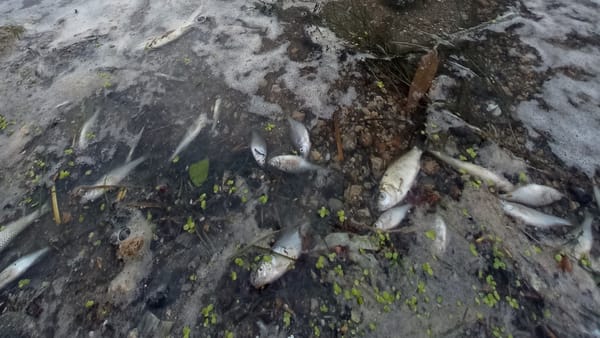 Râul Răut, grav poluat în zona Orheiului Vechi. Recomandări pentru populație