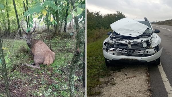 Accident în raionul Călărași, cu implicarea unui cerb. Impactul s-a produs în apropierea localității Bahmut