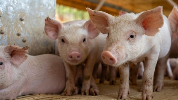 Un focar de pestă porcină, depistat în raionul Orhei. Autoritățile au impus restricții sanitar-veterinare pentru 30 de zile