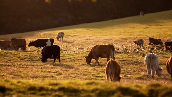 Crescătorii de bovine, ovine și caprine pot accesa granturi de până la un milion de dolari pentru modernizarea fermelor