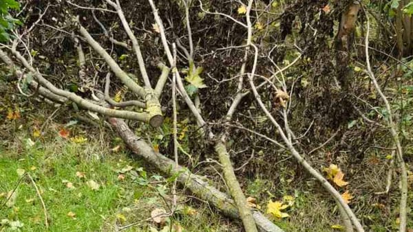 Circa 250 de arbori, tăiați ilegal într-o pădure din raionul Dondușeni. Inspectorii de mediu caută făptașii