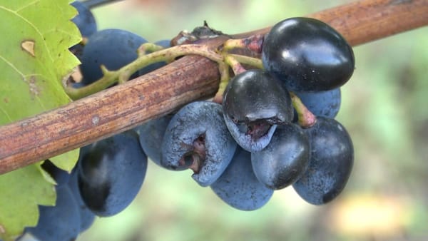 Ploile din ultimele săptămâni au afectat strugurii de masă. Viticultorii din Hîncești anunță pierderi enorme