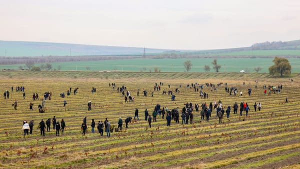 Puieții plantați anul trecut la Mălăiești, compromiși de înghețuri și secetă. Doar 39,6% s-au prins
