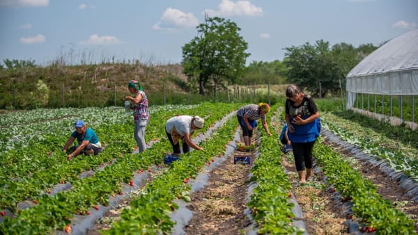 Astăzi este marcată Ziua Internațională a Femeilor din Mediul Rural. Date statistice despre moldovence