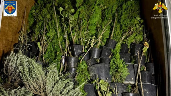 Captură de aproape două milioane de țigări la Lipcani. Erau ascunse printre plante decorative