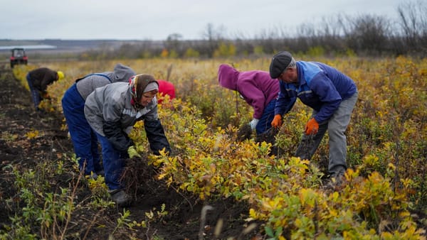 Pe 15 noiembrie începe campania de împădurire de toamnă. Cetățenii, invitați să participe la plantări