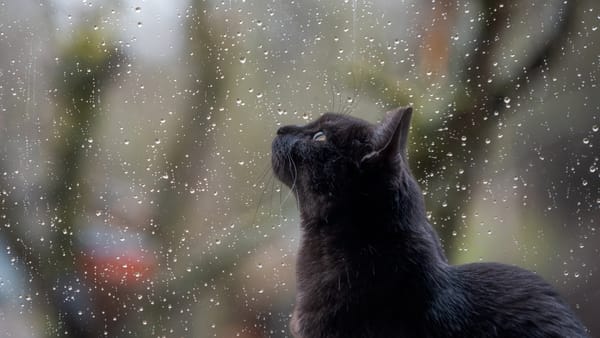 Vreme posomorâtă și ceață densă în mai multe zone ale țării. Prognoza meteo pentru ziua de 10 noiembrie