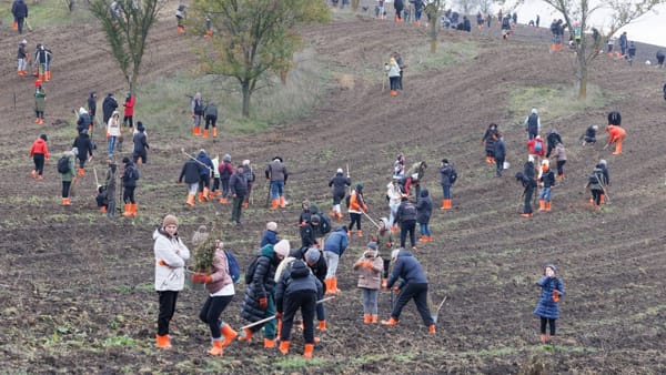 Mâine începe campania de împădurire de toamnă. Cum și unde puteți participa la plantări