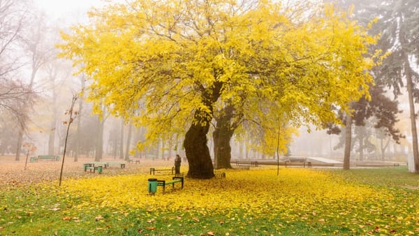 Sfârșit de noiembrie cu ploi. Prognoza meteo pentru penultima zi de toamnă