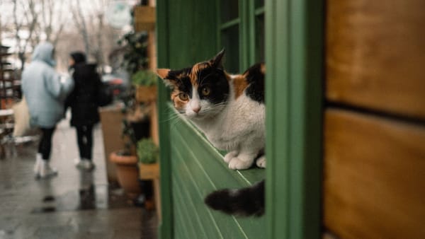 Toamna își ia rămas bun cu ploi în cea mai marte parte a țării și maxime de până la +10°C