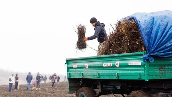 Peste 1,2 milioane de puieți, plantați în primele două zile ale campaniei de împădurire de toamnă