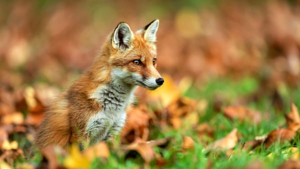 În R. Moldova au fost raportate două focare de rabie și unul de pestă porcină. Europa se confruntă cu un val de gripă aviară