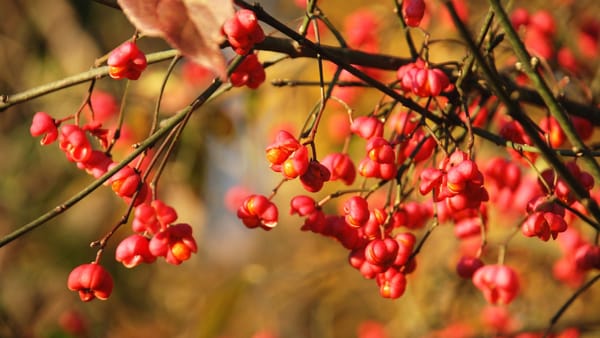 Săptămâna continuă cu maxime de până la 15°C. În cea mai mare parte a țării sunt prognozate ploi slabe