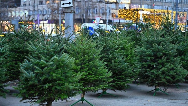 Sărbătorile bat la ușă. Din 8 decembrie, în toate sectoarele capitalei vor fi comercializați brazi