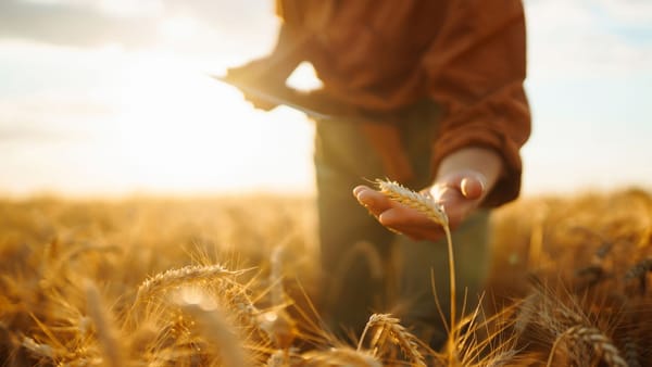 VIDEO/ Subvenționarea agriculturii, în impas? Sunt necesare circa patru miliarde de lei pentru subvenții