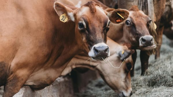 Producția de lapte din fermele moldovenești, în creștere. Tot mai mulți fermieri solicită sprijin de la AIPA