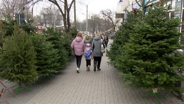 Miros de brad natural în tot mai multe case din Chișinău. Cât costă cel mai ieftin pom de Crăciun