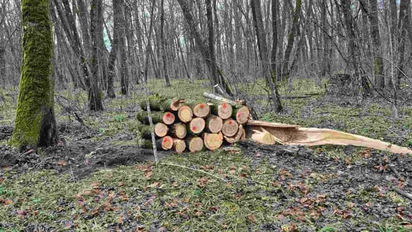 Pădurarul care ar fi admis defrișări ilegale în raionul Strășeni a fost concediat. Un maistru silvic a primit mustrare