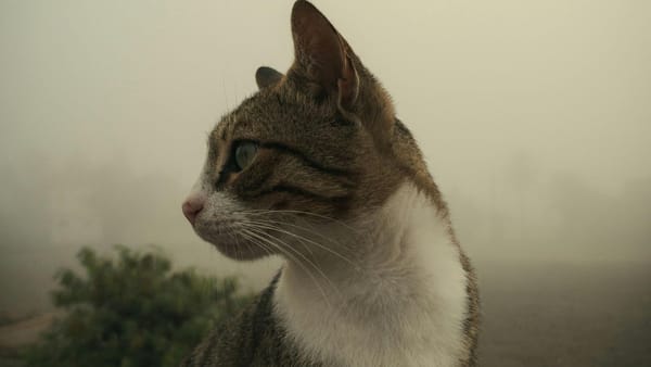 Săptămâna se încheie cu ceață în prima parte a zilei și maxime de până la +5°C