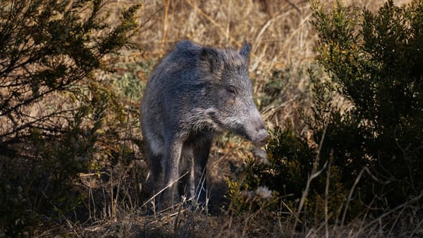 Alertă în șase raioane din R. Moldova. Au fost înregistrate două focare de pestă porcină africană și patru cazuri de rabie