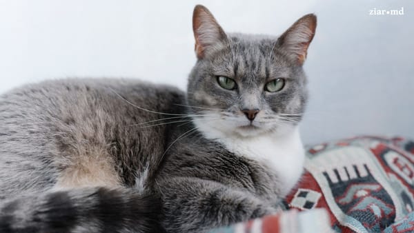 Zi de vineri fără surprize meteo. Cerul va fi variabil, iar în unele raioane se vor înregistra maxime de până la +1°C