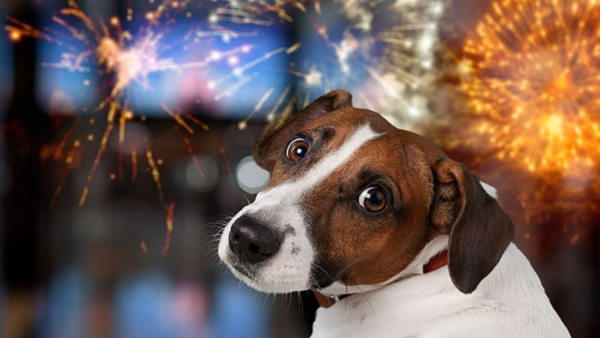 Oamenii sunt îndemnați să renunțe la utilizarea artificiilor de sărbători. Avocații Poporului lansează un apel public