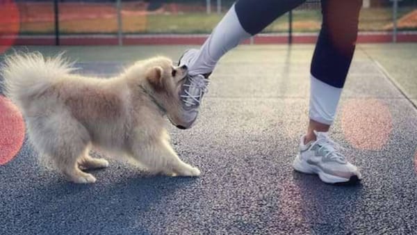 Intervenție rapidă în caz de mușcături de animale: locuitorii Chișinăului vor beneficia de servicii antirabice mai aproape de casă