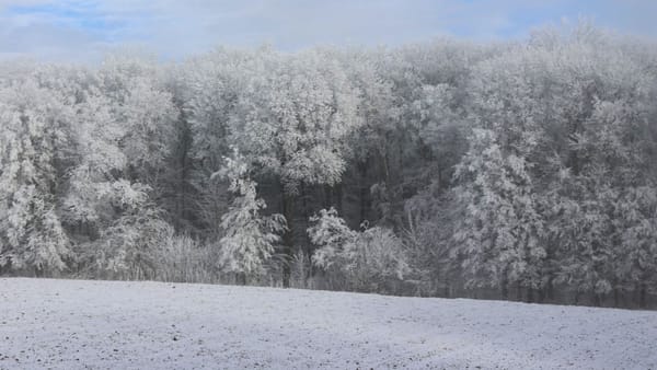 Peisaje de iarnă în pădurile Republicii Moldova, publicate de Moldsilva