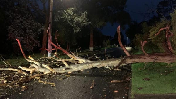 Mai mulți copaci au fost doborâți de vântul puternic. Autoritățile vin cu mai multe recomandări pentru populație