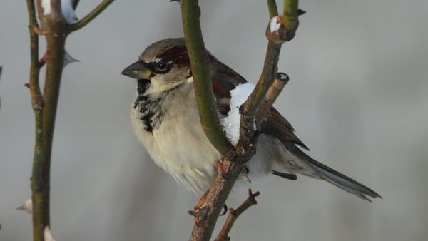 Cer înnorat și ninsori slabe în prima zi a anului. Meterologii atenționează despre gheața de pe râuri și lacuri