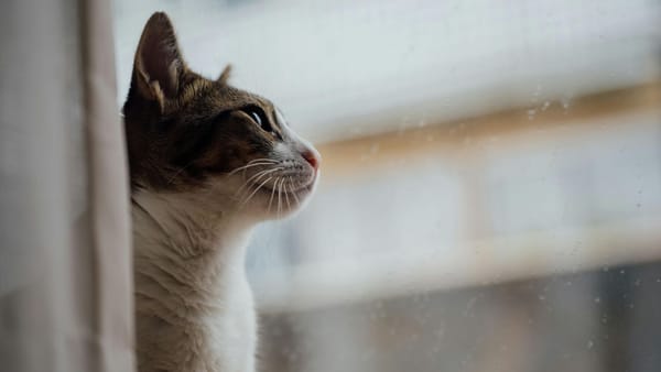 Vremea azi, 28 decembrie: Vântul puternic se menține în toată țara, cu ninsori slabe în mai multe regiuni