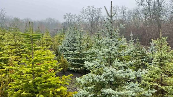 Brazii de Crăciun, gata de vânzare: cât costă anul acesta molizii și pinul de la Moldsilva