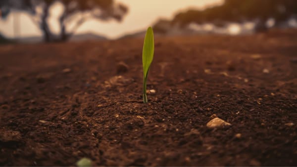 Ziua Mondială a Solului: Specialiștii recomandă echilibru între productivitate și protejarea ecosistemelor