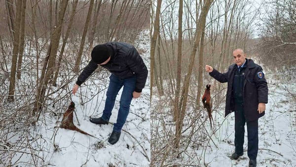 Braconaj cu lațuri depistat la Bogzești, raionul Telenești: cazurile sunt investigate