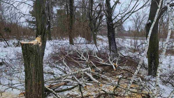Tăieri ilegale de arbori în raionul Edineț: inspectorii de mediu au desfășurat controale în fâșiile forestiere