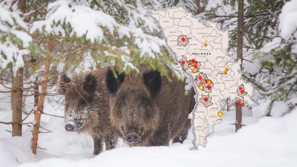 Focare de gripă aviară în fauna sălbatică și rabie, depistate în mai multe raioane ale R. Moldova: ANSA vine cu recomandări