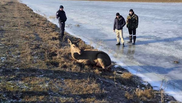 FOTO/ O căprioară rănită, salvată în sudul țării. Specialiștii au fost nevoiți să-i amputeze un un picior