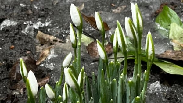 Vestitorii primăverii sfidează frigul și ghețușul: În R. Moldova au înflorit primii ghiocei