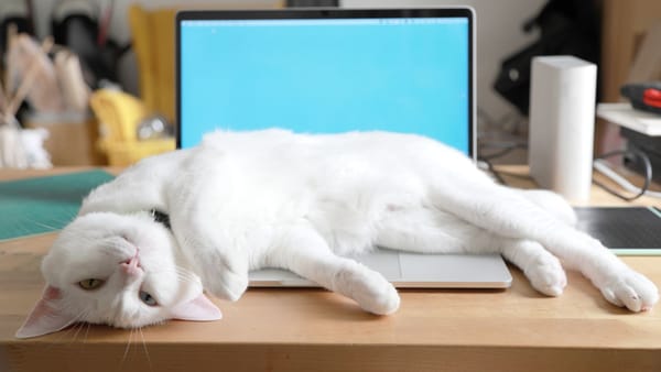 Aproape 250 de moldoveni activează deja în baza noului regim fiscal pentru freelanceri