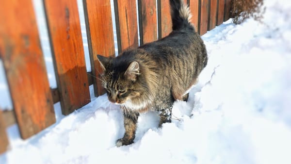 Gerul nu ne lasă! Prognoza meteo pentru ziua de 18 ianuarie