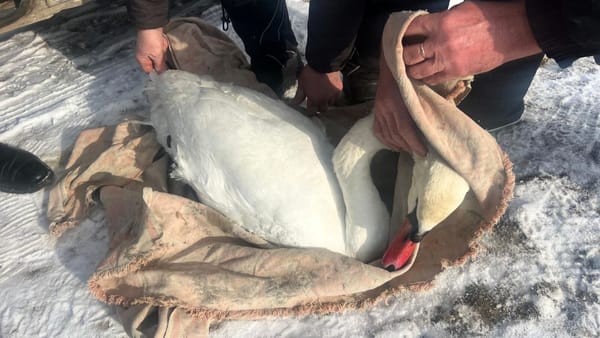O lebădă a fost salvată de pe malul Nistrului. Pasărea era epuizată și nu putea supraviețui fără ajutor